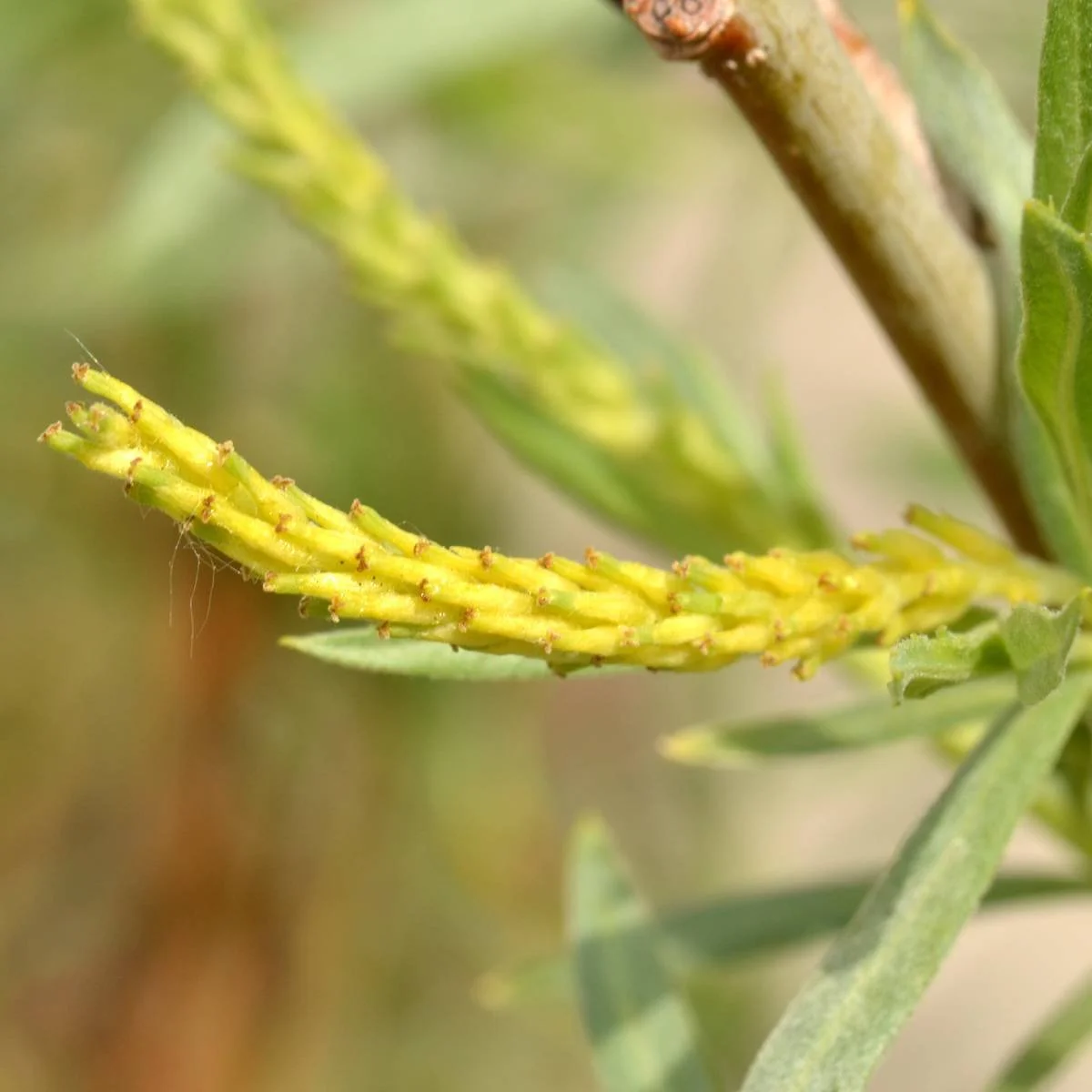 Pistillate (female) flower, photo by Tony Frates, SEINET