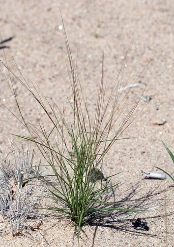California Three-Awn (Aristida californica) — Spadefoot Nursery, Inc.