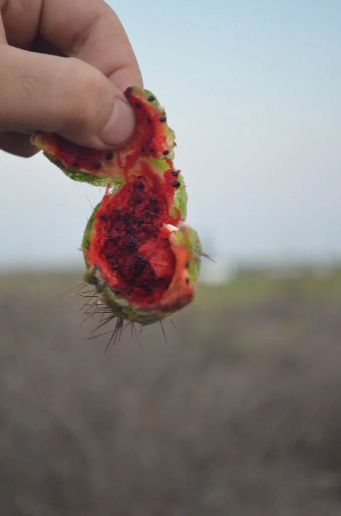 The fruits are one of the most delicious foods of the desert, sweeter and more interesting than a watermelon. Photo by Miguel Gastelum, iNaturalist