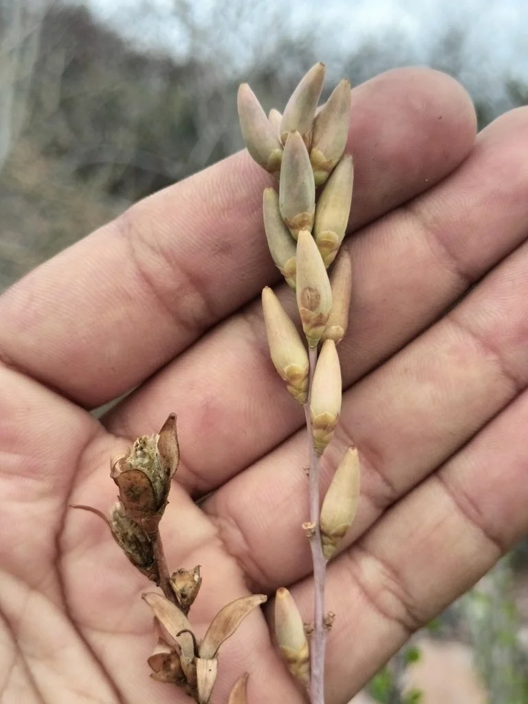 The seed capsules, photo by Augusto Olmos Mercado, iNaturalist