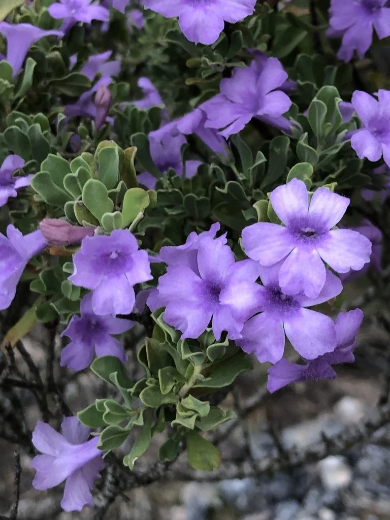 The Genus Leucophyllum, Rangers — Spadefoot Nursery, Inc.