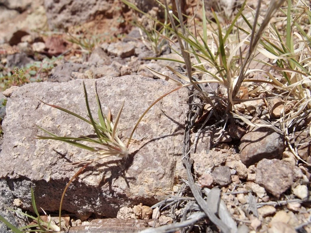 Some drought stressed specimens, displaying their stoloniferous habit. Photo by Sue Carnahan, iNaturalist