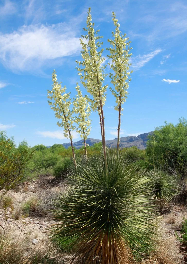 Soaptree Yucca Range