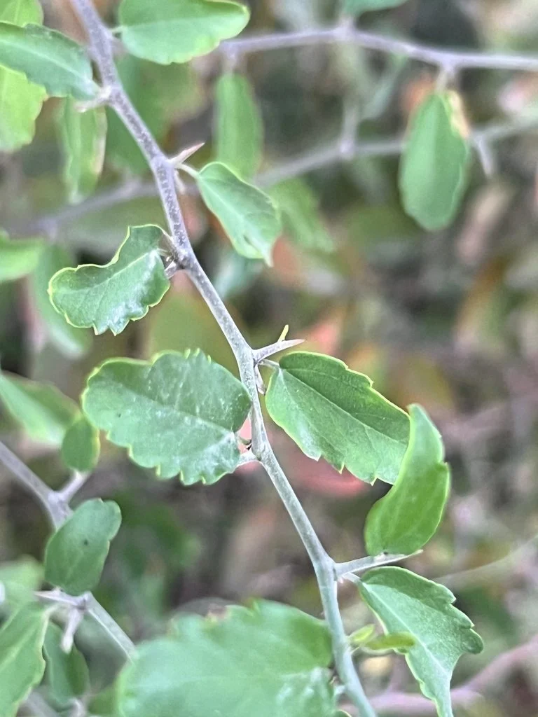 Desert Hackberry (Celtis pallida) — Spadefoot Nursery, Inc.