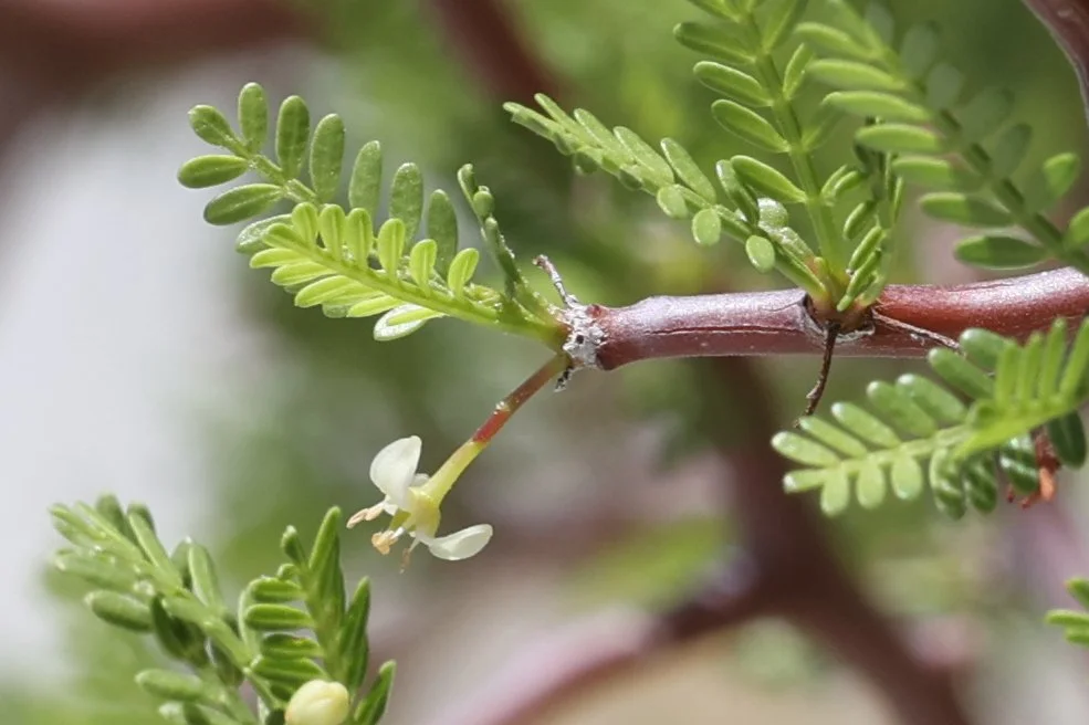 Elephant Tree (Bursera microphylla) — Spadefoot Nursery, Inc.