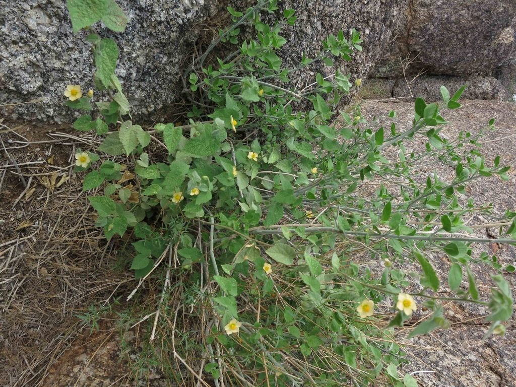 Bladdermallow (Herissantia crispa) — Spadefoot Nursery, Inc.