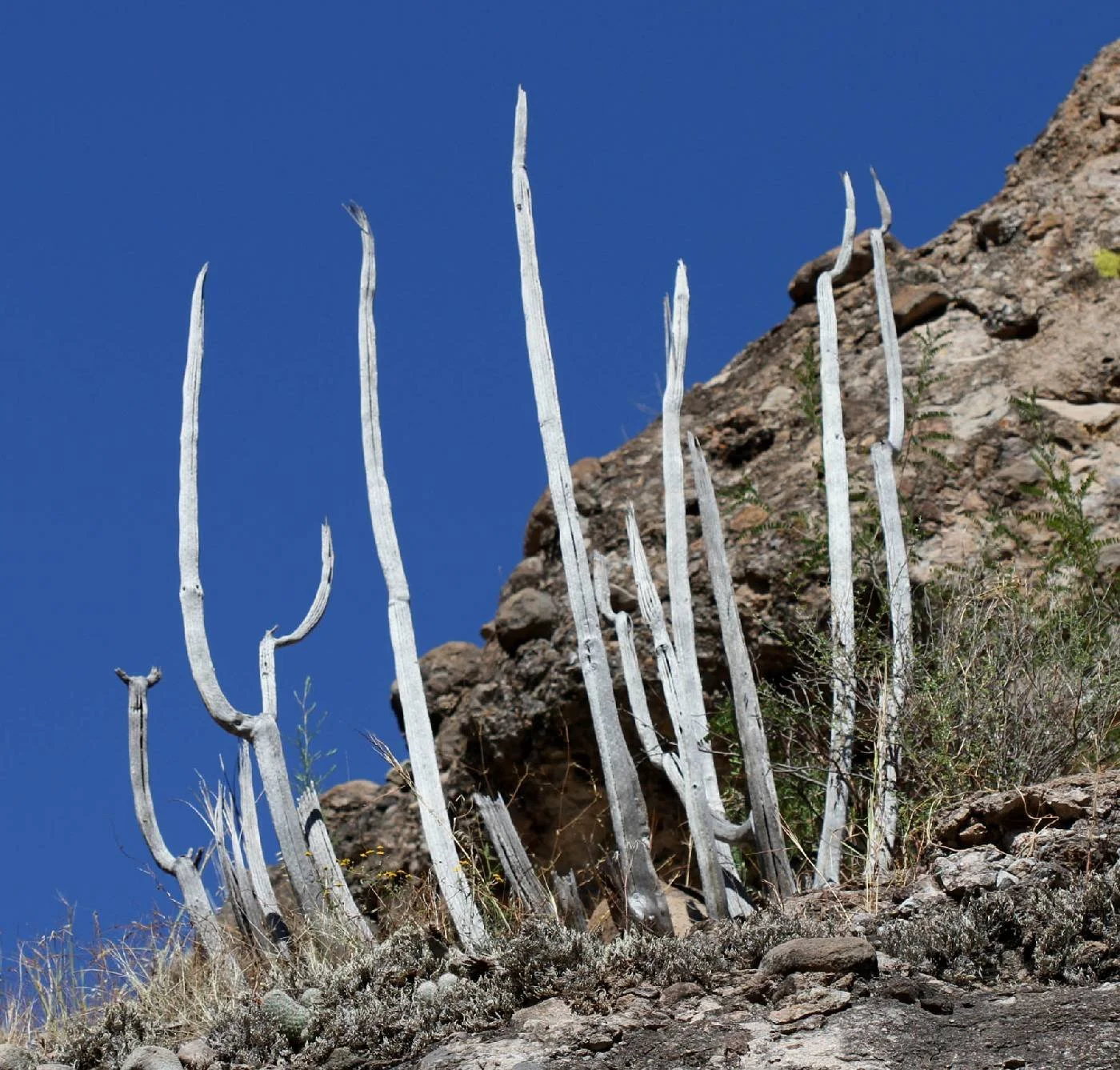 The skeletons of organ pipe cactus are persistent and distinctive. Photo by R.W. Van Devender, SEINET