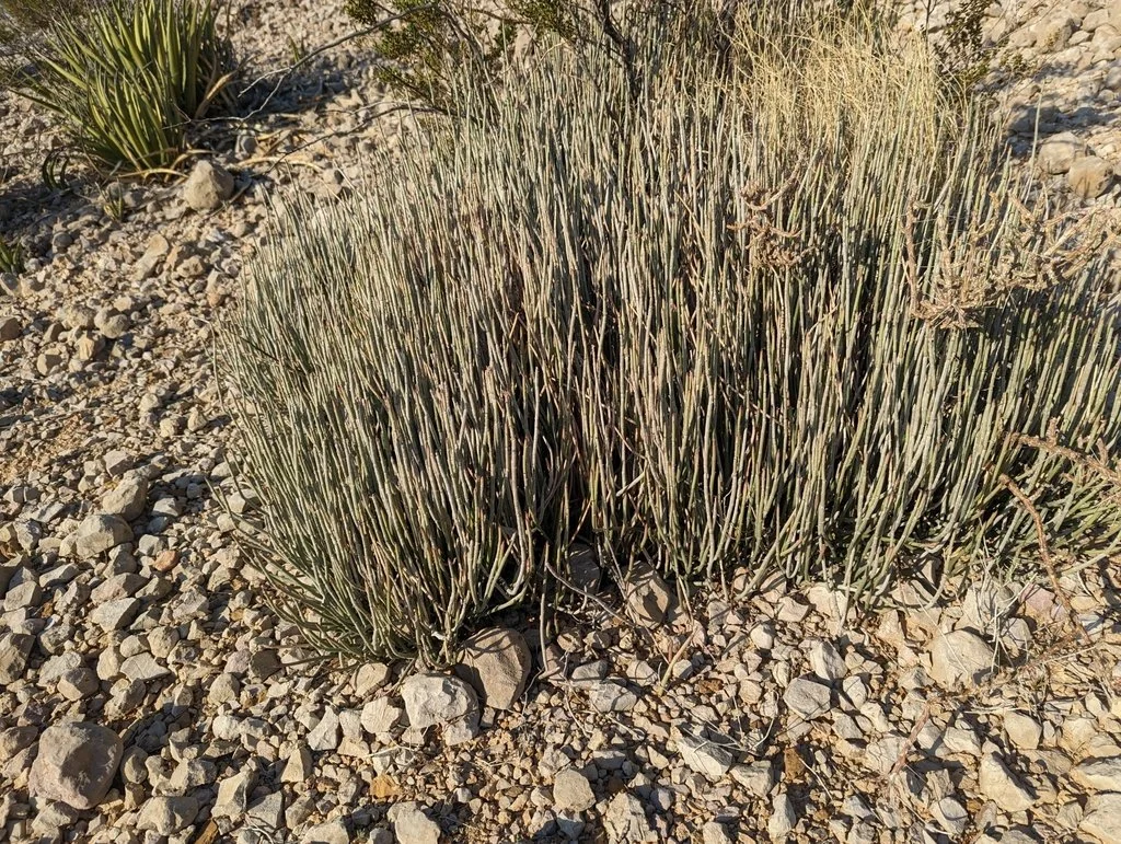 Plants can spread quite wide, photo by Thomas Teggeman