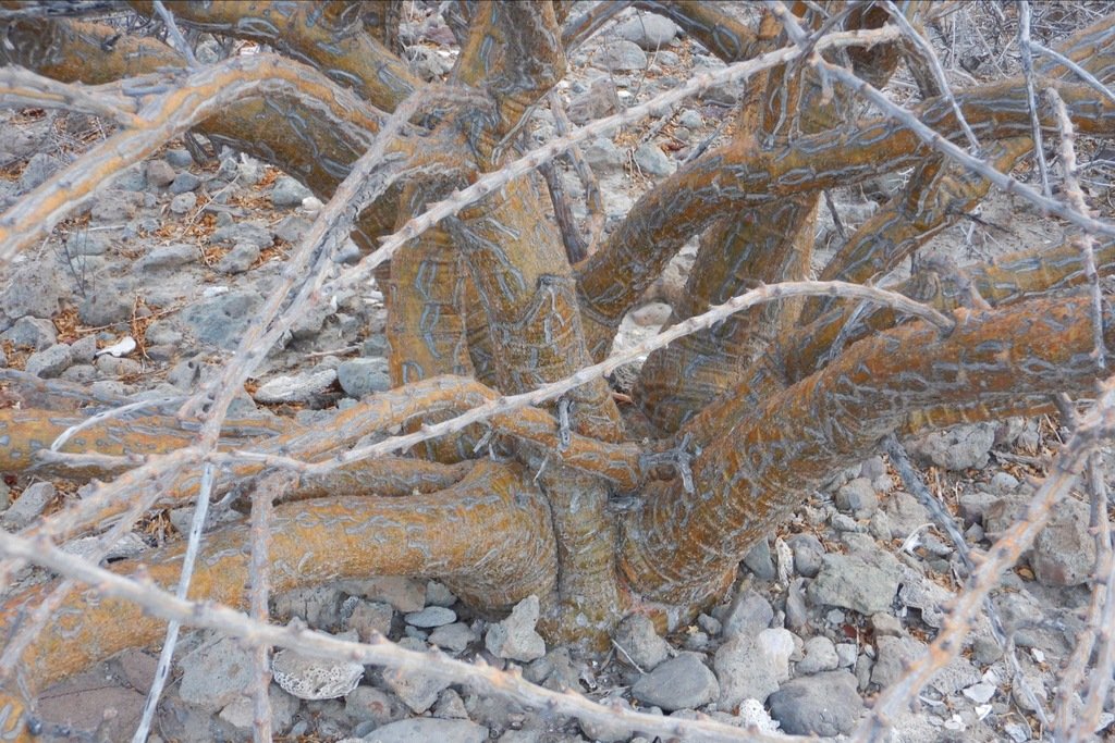 The base eventually peels, photo by Ginni Callahan, iNaturalist