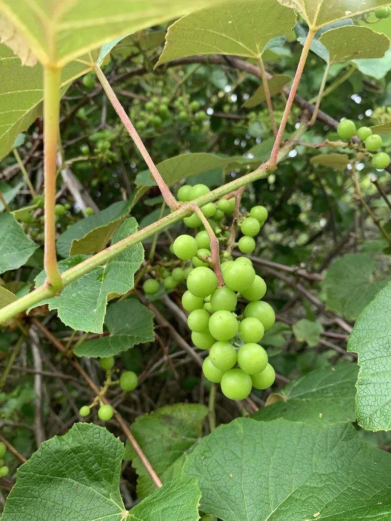 Vitis Ruby Grapes (Vitis spp.) — Spadefoot Nursery, Inc.