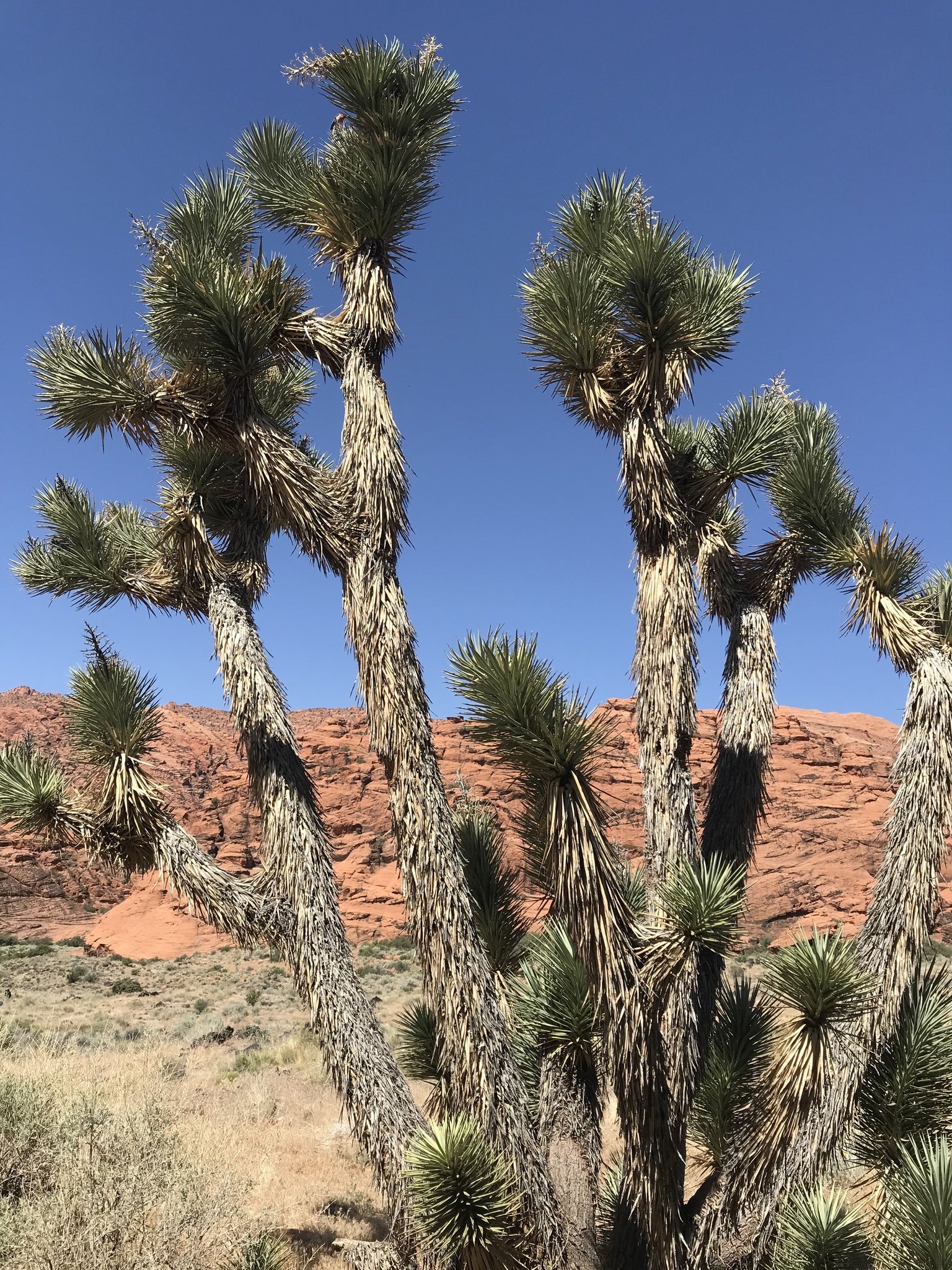 Uccas Tree Joshua Tree (Yucca brevifolia) — Spadefoot Nursery, Inc.