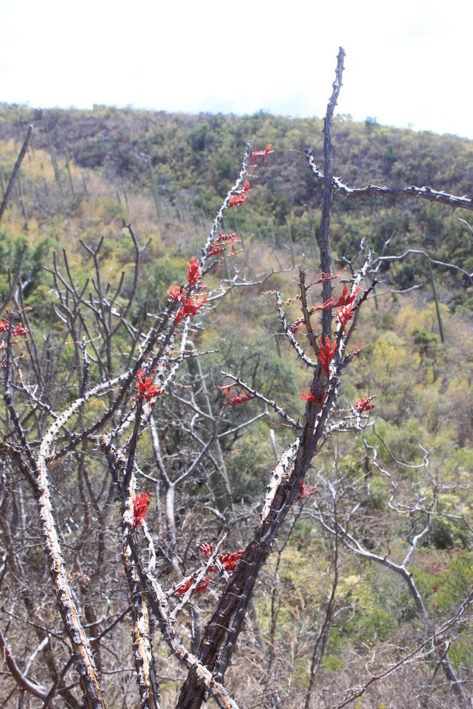 The flowers occur up and down the plant, and are positioned pretty close to the stem. Photo by Eugenio Padilla, iNaturalist