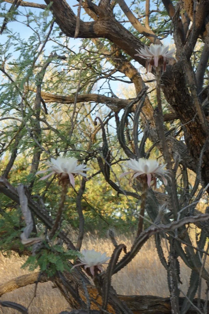 Plants are often found under trees, scrambling up the trunks. Photo by lkalbach on iNaturalist