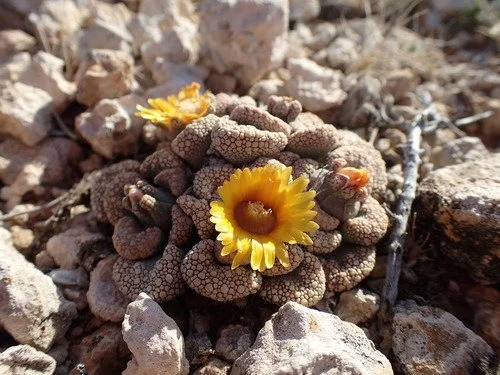 Plant in habitat, Xhariep, South Africa. Photo by Mahomed Desai, iNaturalist