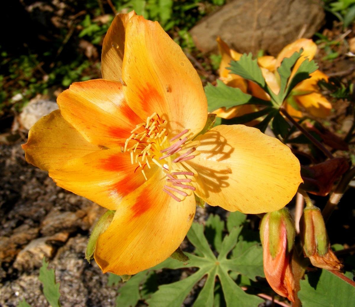 Flowers of C. gonzalezii, notice the lighter, cream-colored anthers, photo by Robert Anthony Villa, iNaturalist