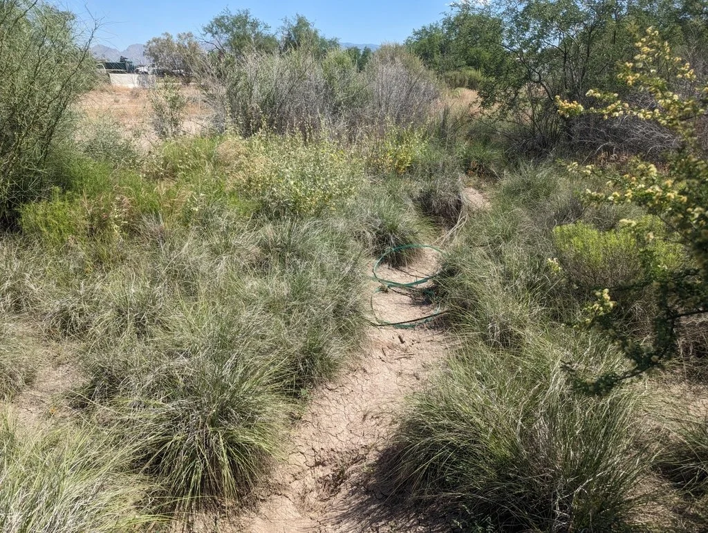 Alkali sacaton, as the name implies, occupies sandy, alkali soils and settles the soil. This species is important for restoration work. Photo by Jaxon Lane, iNaturalist
