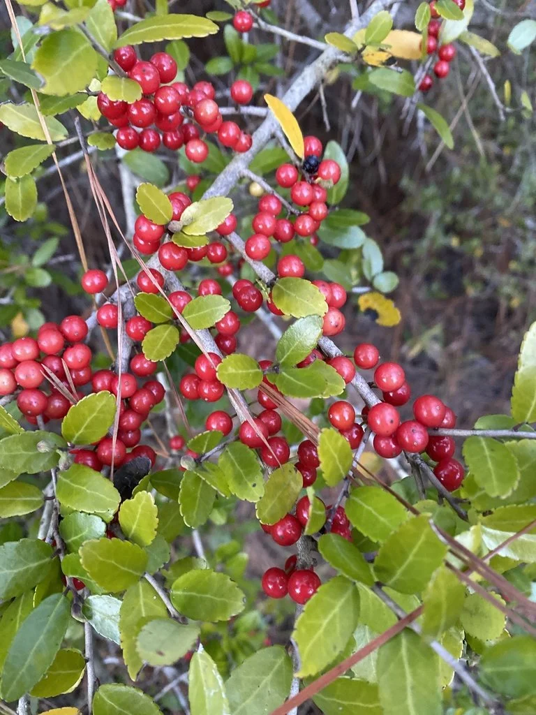 Yaupon Holly (Ilex vomitoria) — Spadefoot Nursery, Inc.