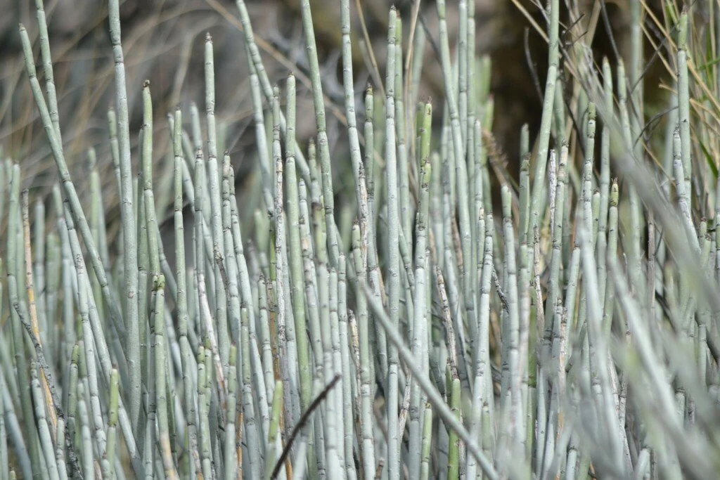 The whiteness of the stems comes from a wax that the plant develops as sun protection, photo by Mauricio Calderón