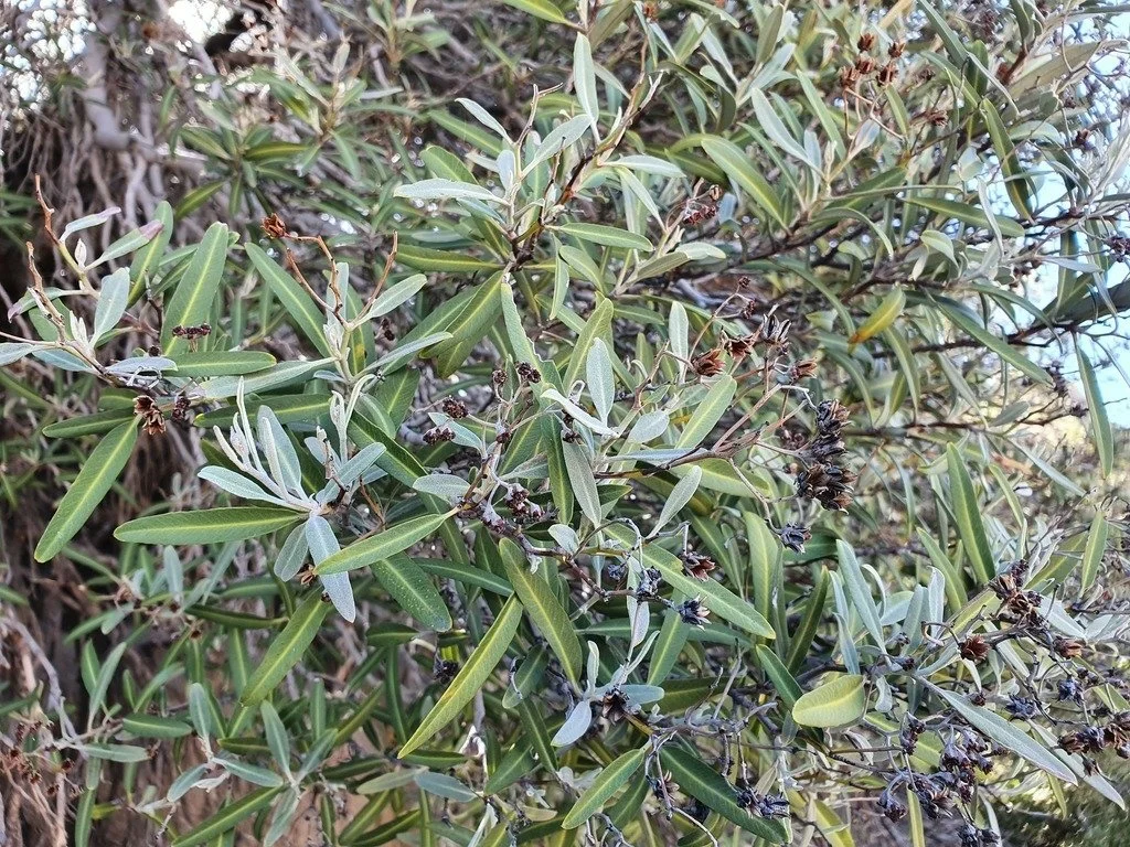 Arizona Rosewood (Vauquelinia californica) — Spadefoot Nursery, Inc.