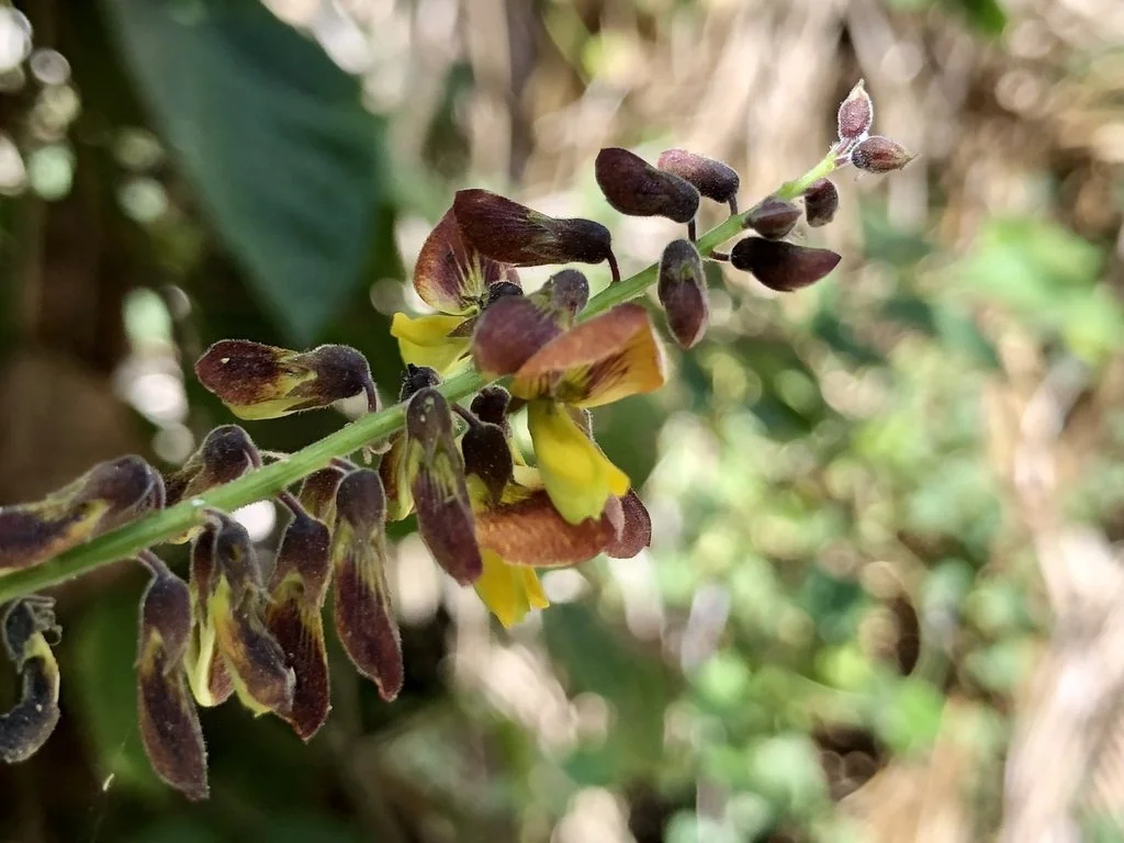 Rosary Snoutbean (Rhynchosia precatoria)