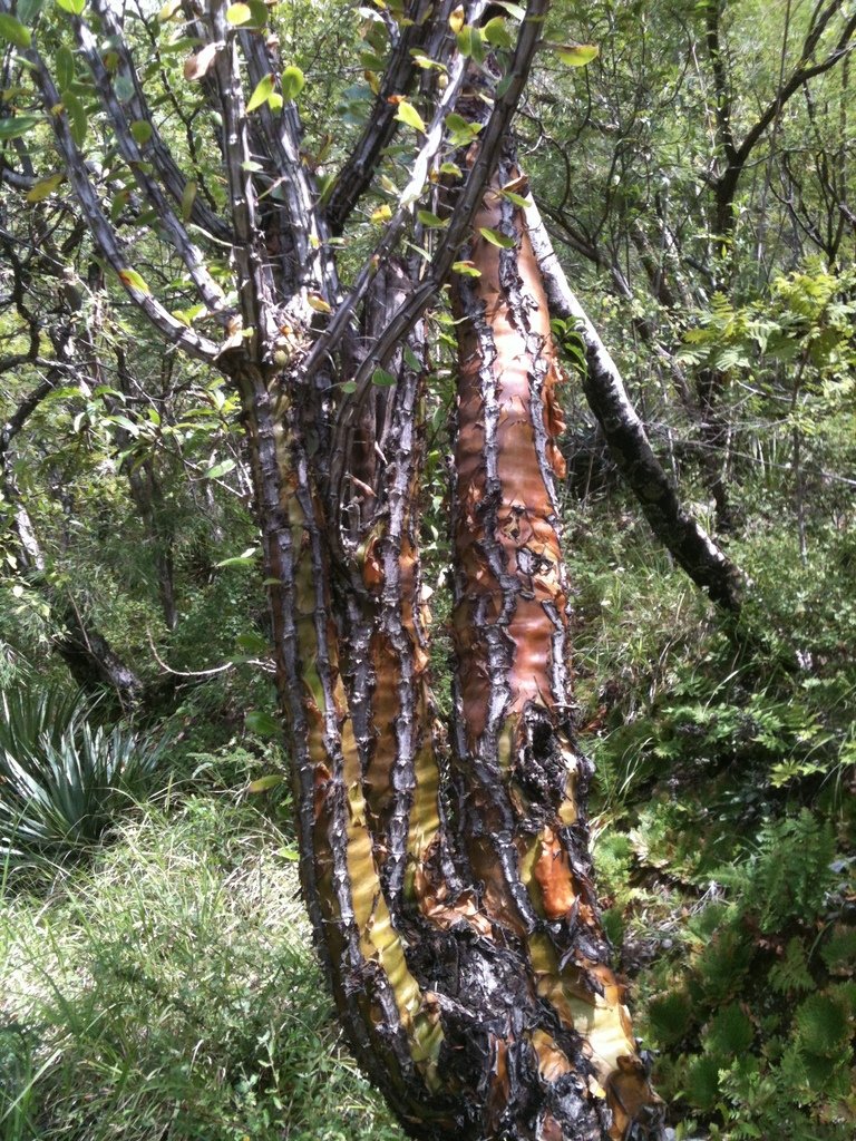 The trunk of this species is spectacular and probably lends the common Spanish name "rabo de iguana" which means iguana tail. Photo by Eugenio Padilla, iNaturalist