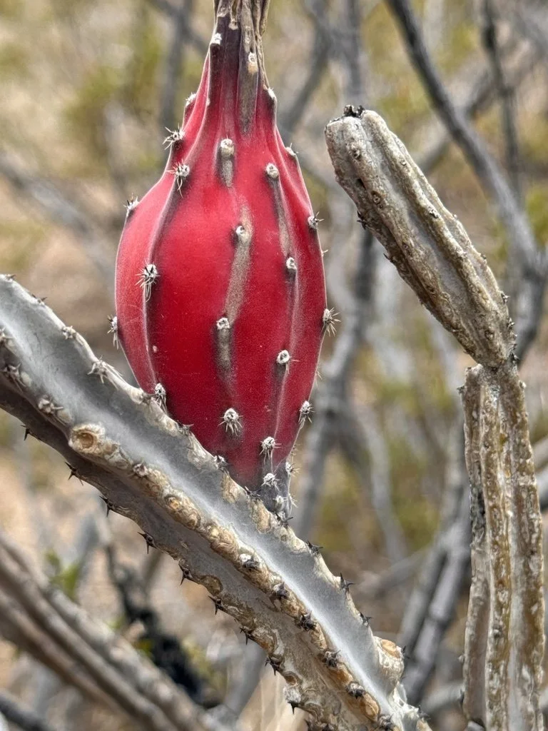Fruit of Peniocereus greggii, photo by Daniel McNair, iNaturalist