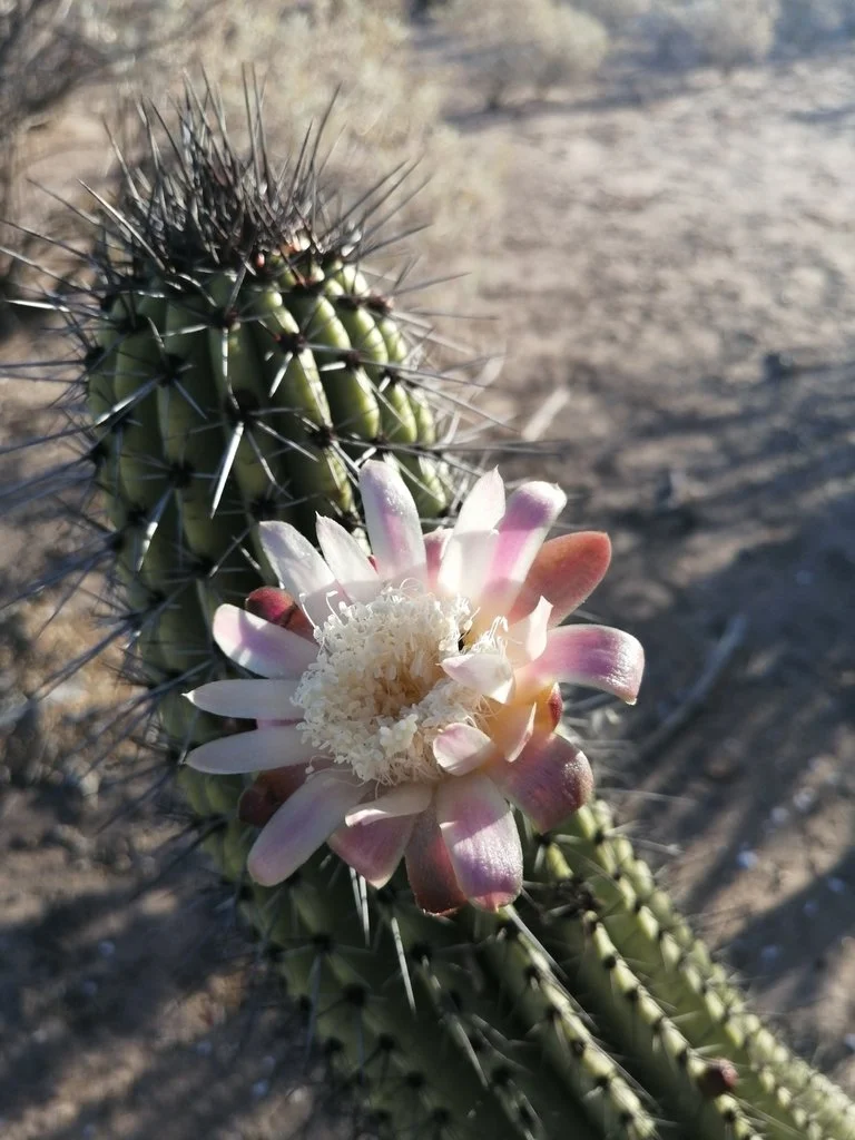 The flower of organ pipe cactus is attractive, and mostly opens at night to accomodate bats and moths. Photo by Usvaldo GC, iNaturalist