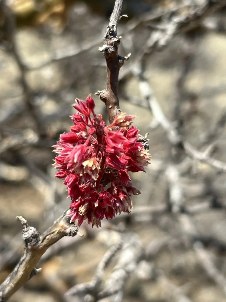 Baja Elephant Tree (Pachycormus discolor) — Spadefoot Nursery, Inc.