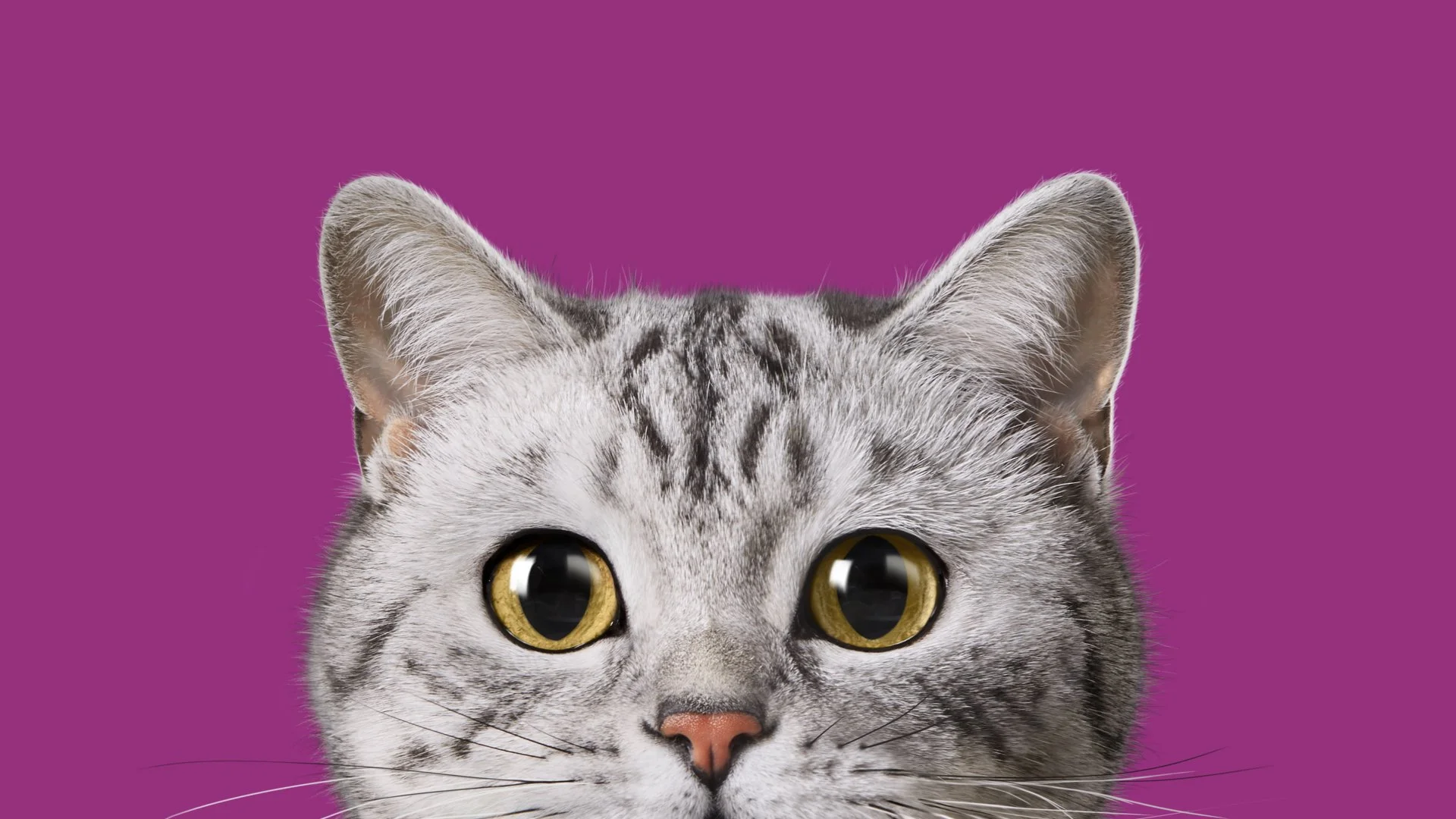 WHISKAS_CAT_CROP.002.jpeg