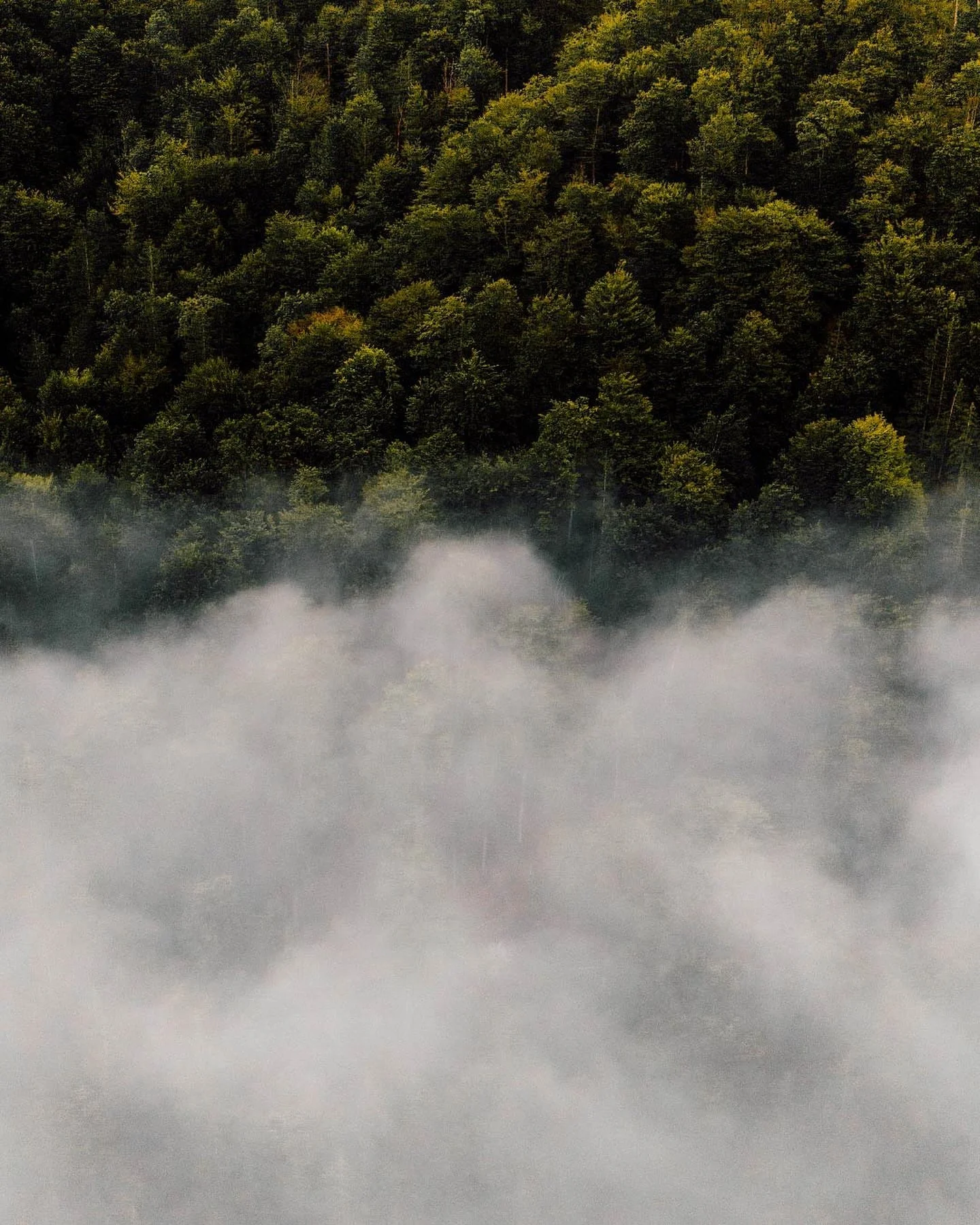 minimalism in nature 📸

📌 Almsee / Gr&uuml;nau im Almtal 
📸 Sophie Gattermair 

#cplfilter #kandfconcept #salzkammergut #austria #upperaustria #dronephotography #austriavacations #dji #fotografin #naturephotography #naturfoto #gr&uuml;nauimalmtal 