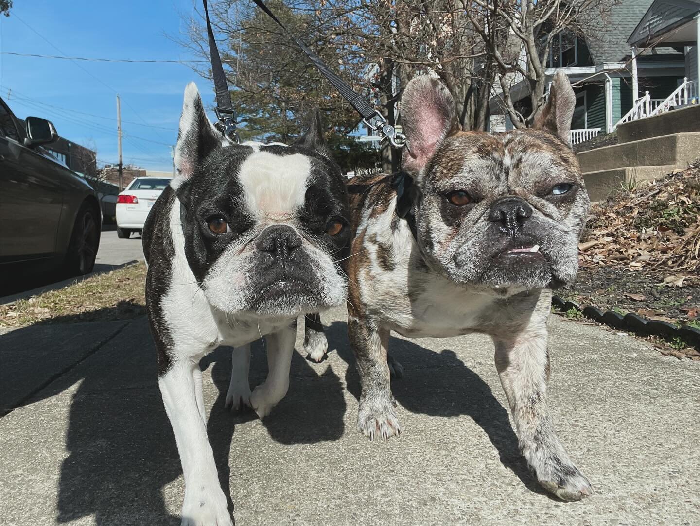 Exploring Hyde Park Square with these two cuties 🐾 Who else loves taking their pups on urban adventures? #HydeParkDogs #FrenchiesofInstagram #PetCareLife #UrbanPups #MillerGallery #DogWalkAdventures #CityDogs #PetLoversUnite #FurryFriends #ExploreWi