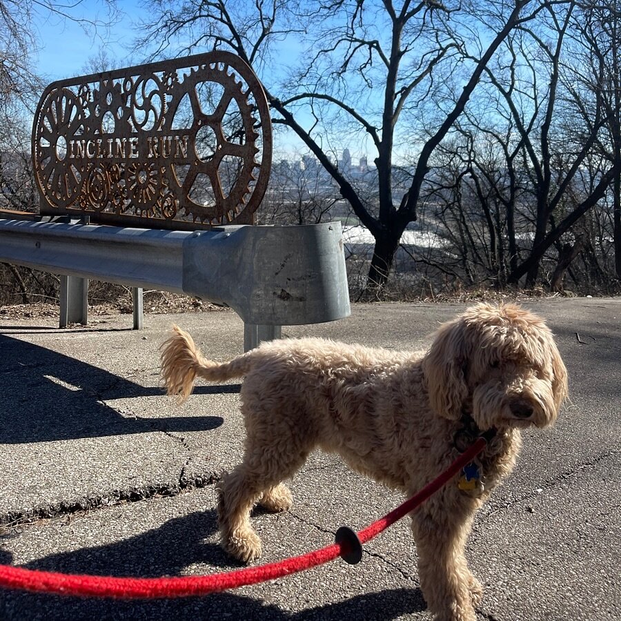 On top of the world with a golden doodle at the Incline Run walking path 🌟 Cityscapes and companionship make for the perfect day! #Cityscapes #GoldenDoodleAdventures #InclineRunViews #PetCareLife #ScenicWalks #CityDogs #PetLoversUnite #FurryFriends 