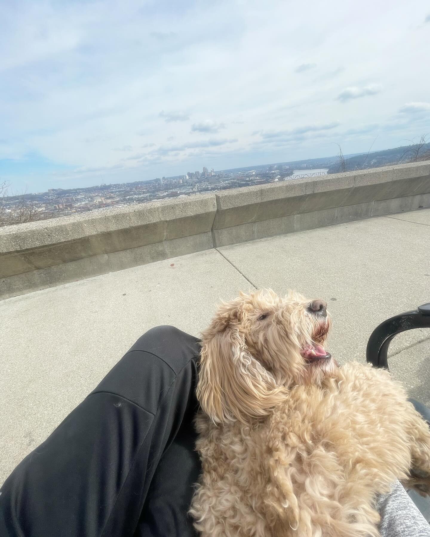 🌞🐾🦮Dreamy exercise and 💖 lovins today with this sweet dog from my neighborhood 🏘️ he loves to climb that hill and observe the beautiful city 🏙️ his parent is on vacation and is so thrilled with their connected loving petcare, they get play-by-p