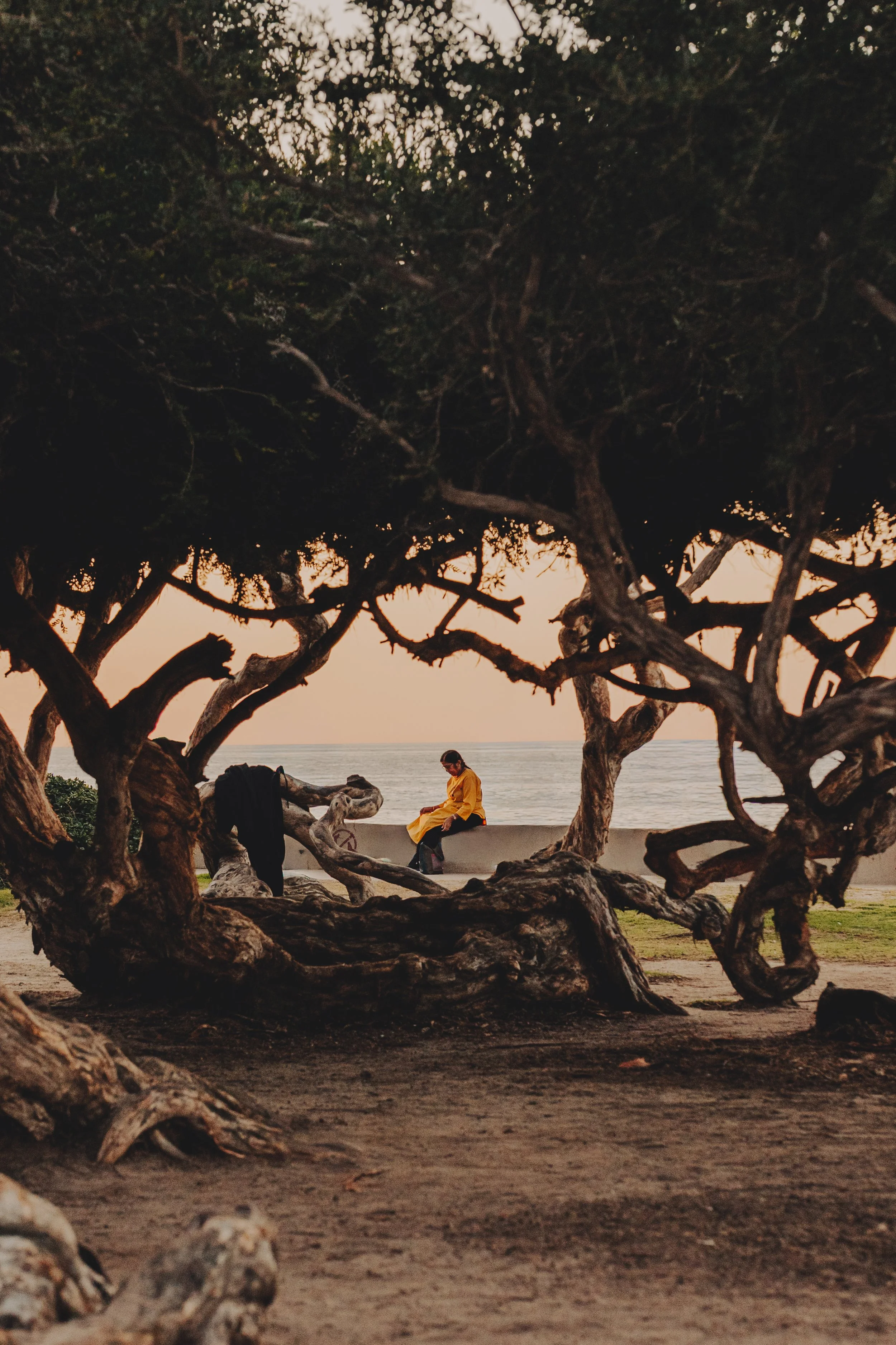 A person in a yellow dress sitting on a low wall near the ocean, viewed through twisted tree branches at sunset.