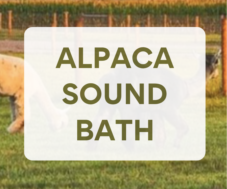 Alpaca Sound Bath