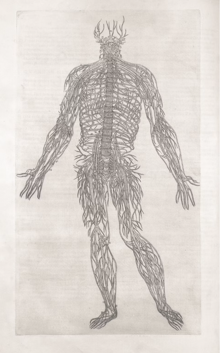 Explore The Nervous System with Philomena and Andrea