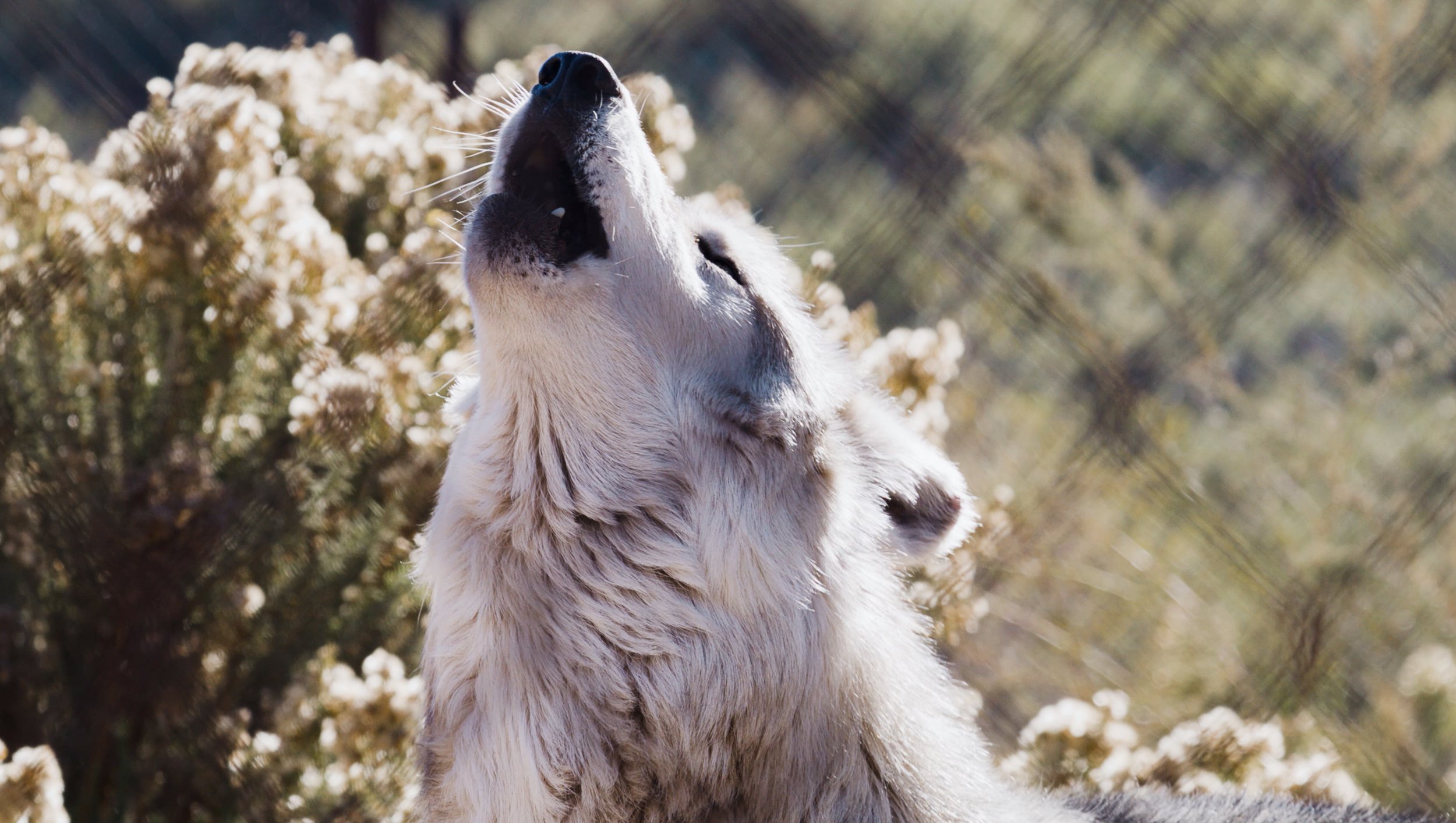 Screen Shot 2021-01-22 at 11.36.03 AM.jpg