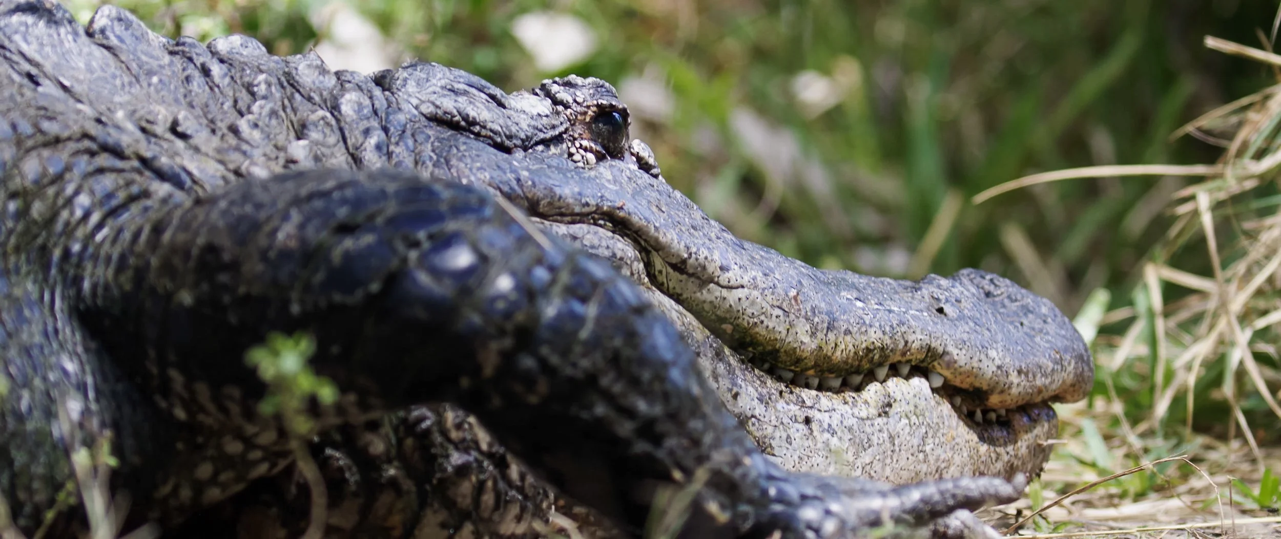 Screen Shot 2022-09-14 at 1.13.37 PM.jpg