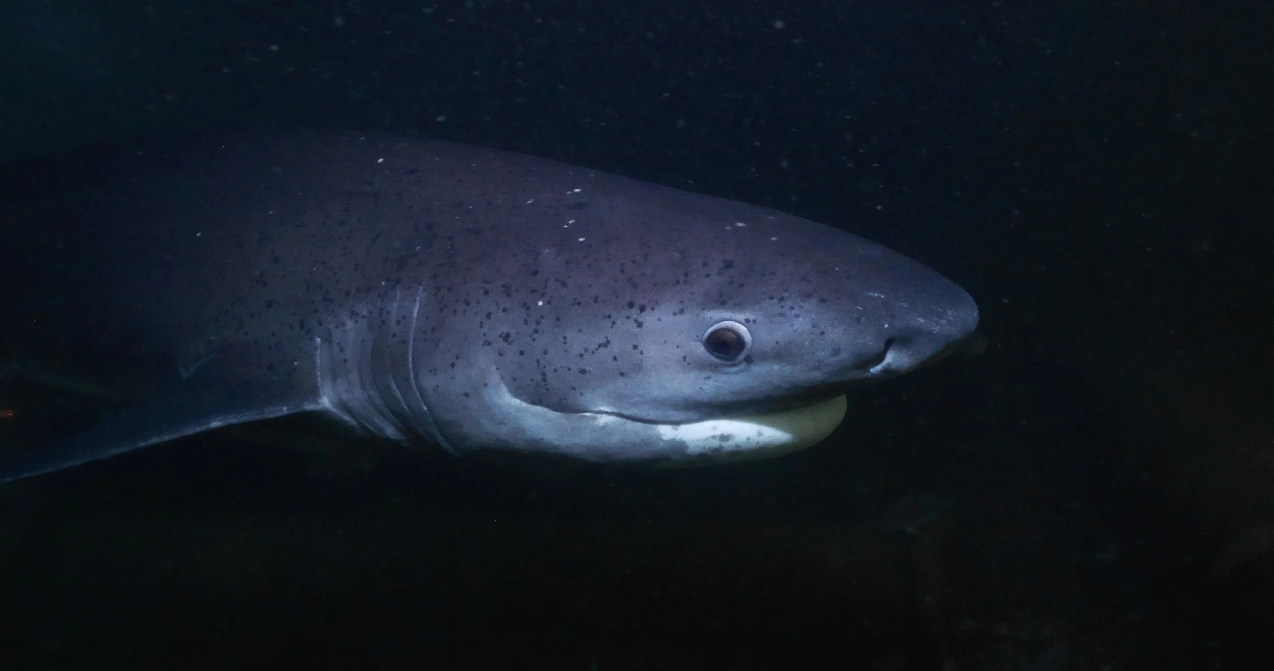 Screen Shot 2023-03-01 at 9.19.27 PM.jpg