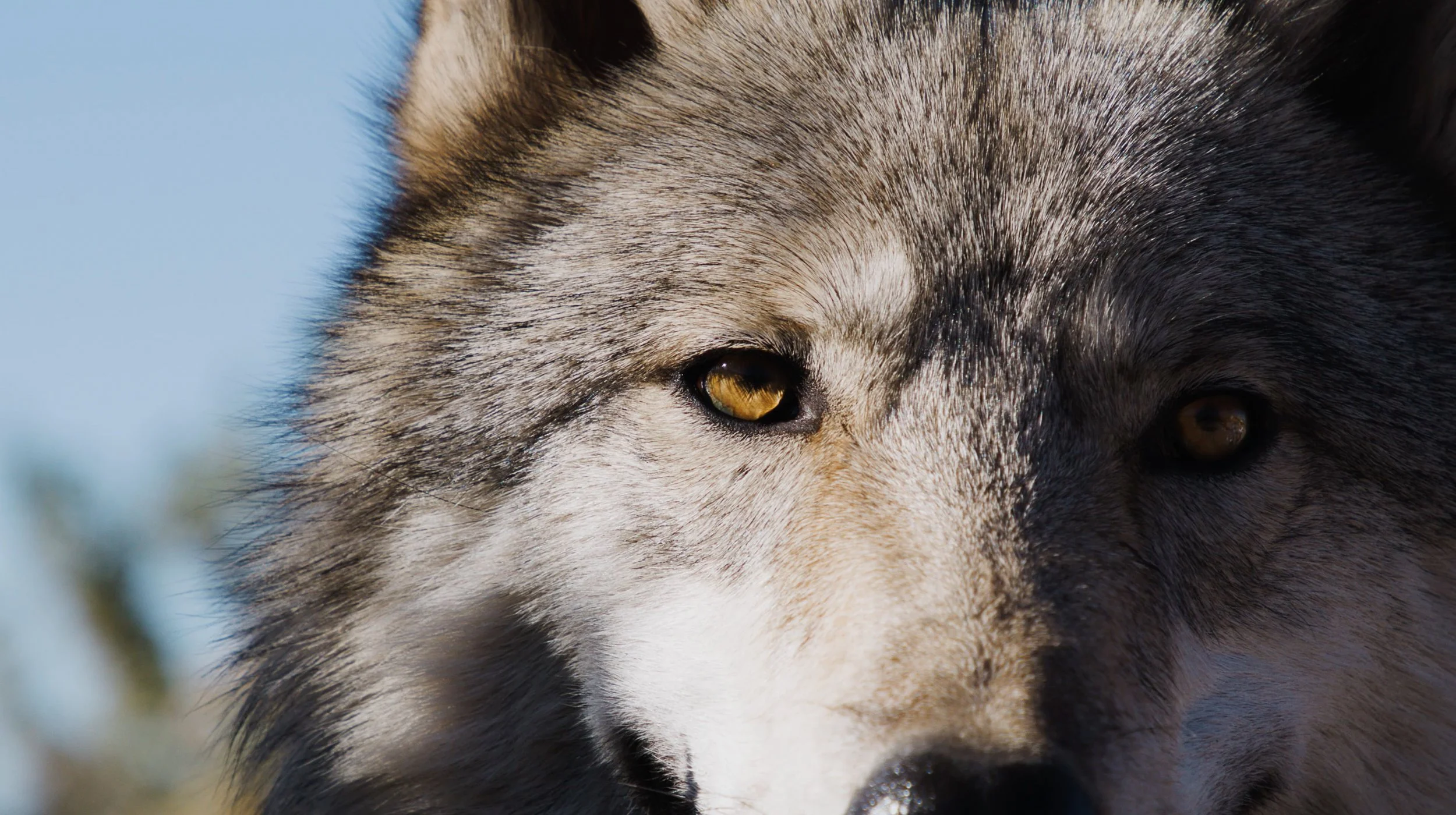 Screen Shot 2021-01-22 at 11.37.48 AM.jpg