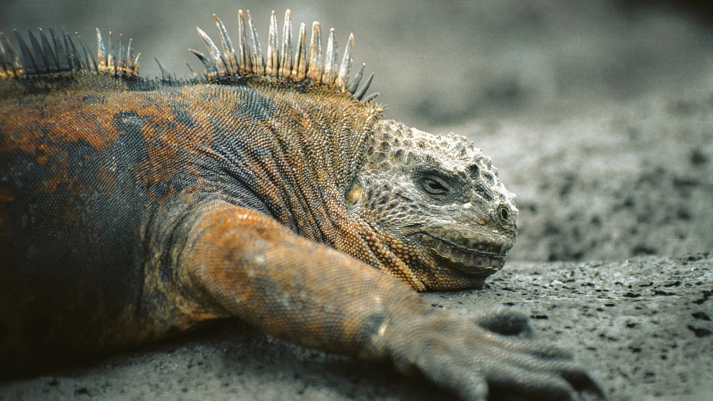 2003-08-18 F05 009 013 Closeup of marine iguana.jpg