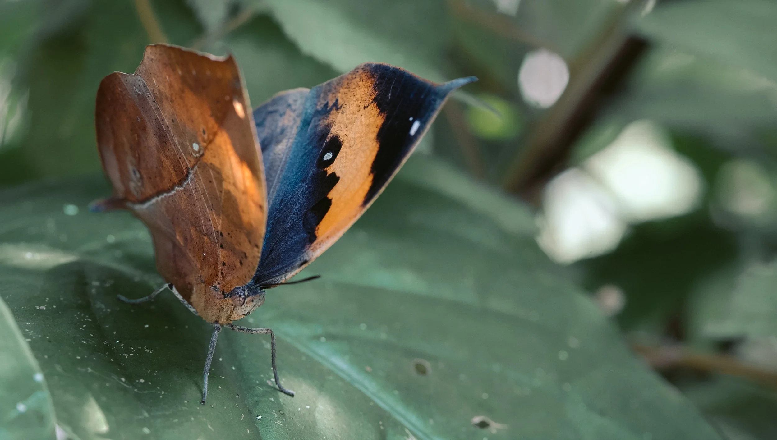 Screen Shot 2017-04-08 at 8.25.21 PM.jpg