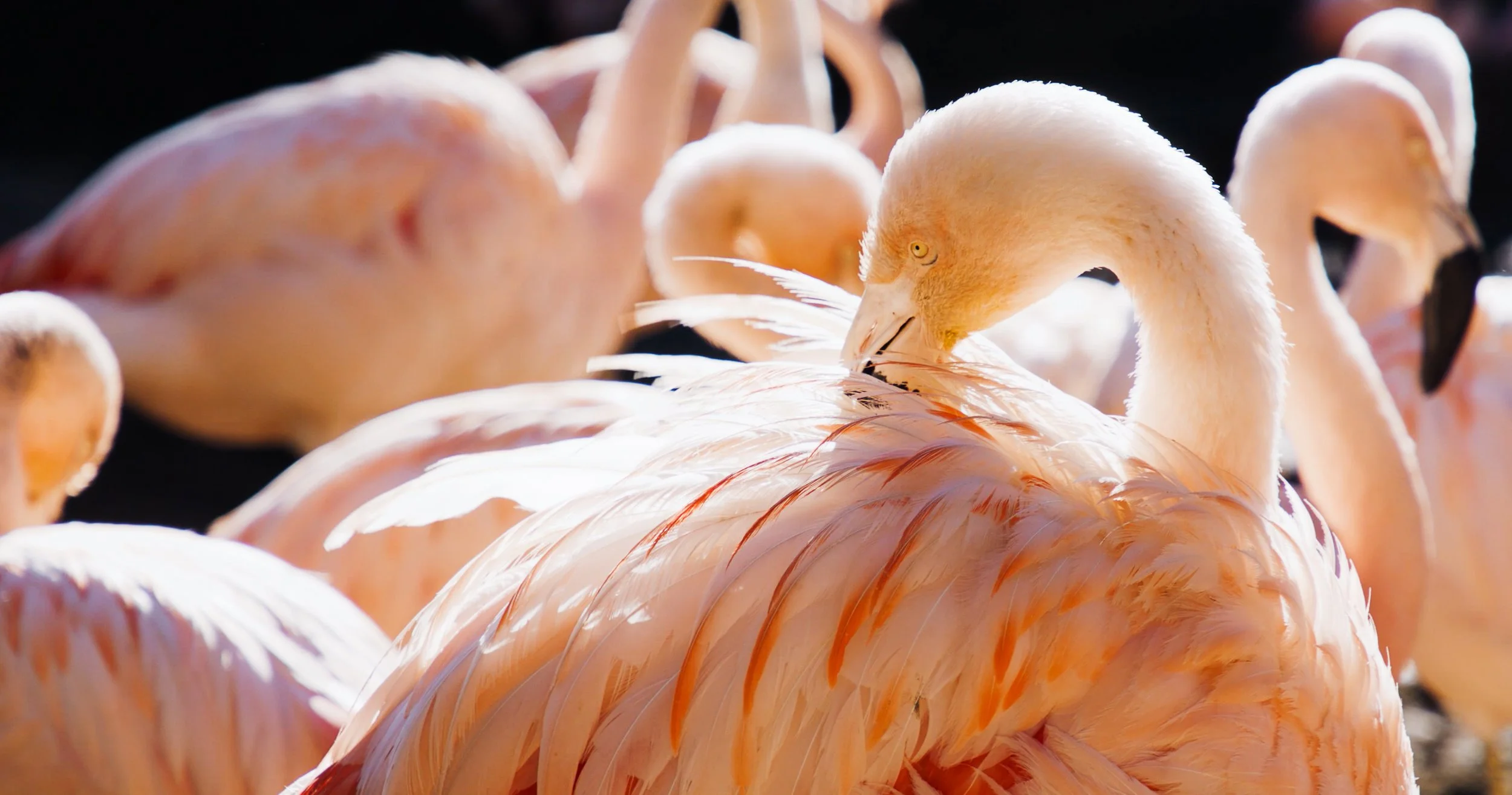 Screen Shot 2021-01-22 at 11.29.11 AM.jpg