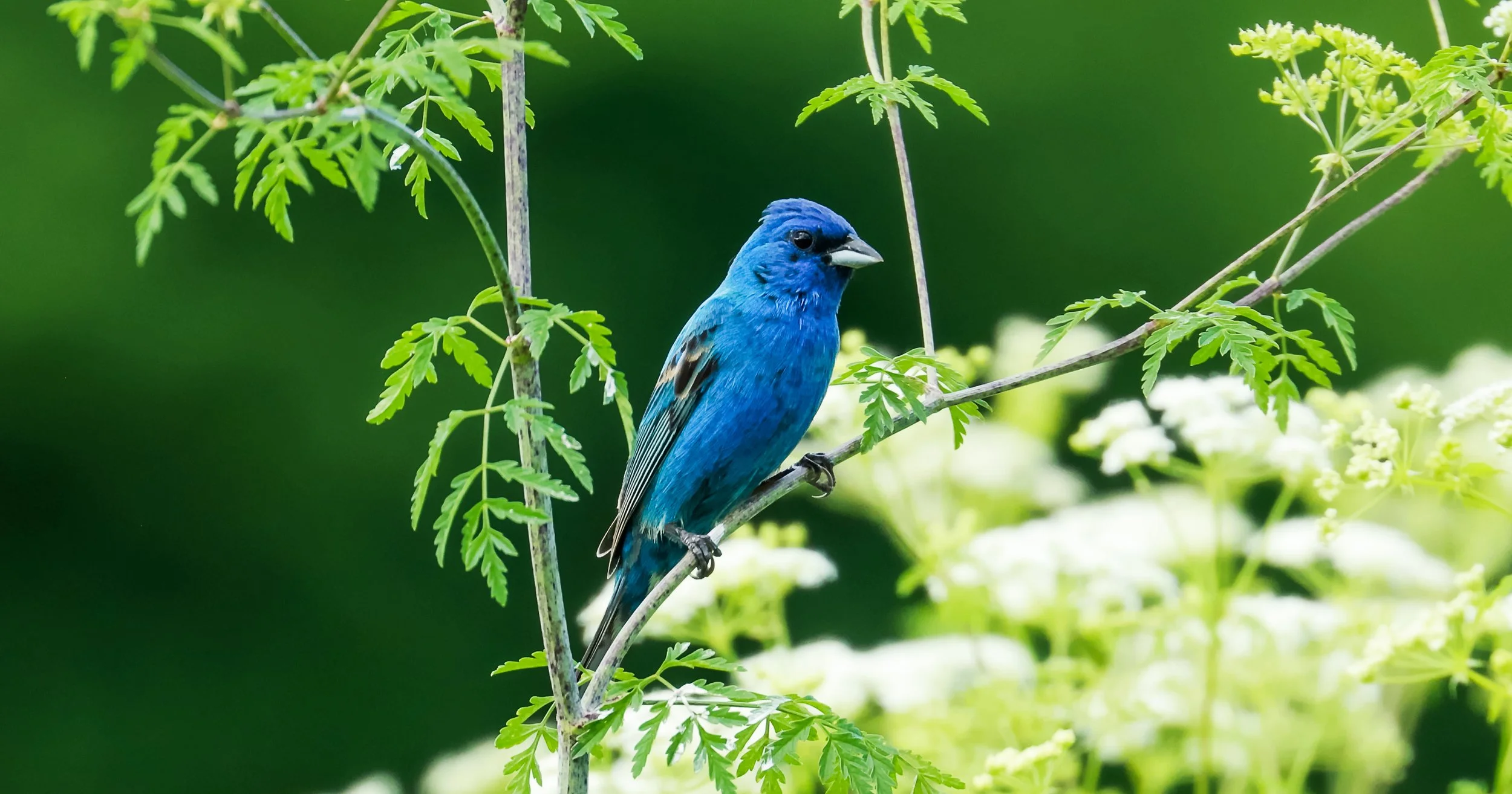 Screenshot 2023-05-18 at 2.15.49 PM.jpg