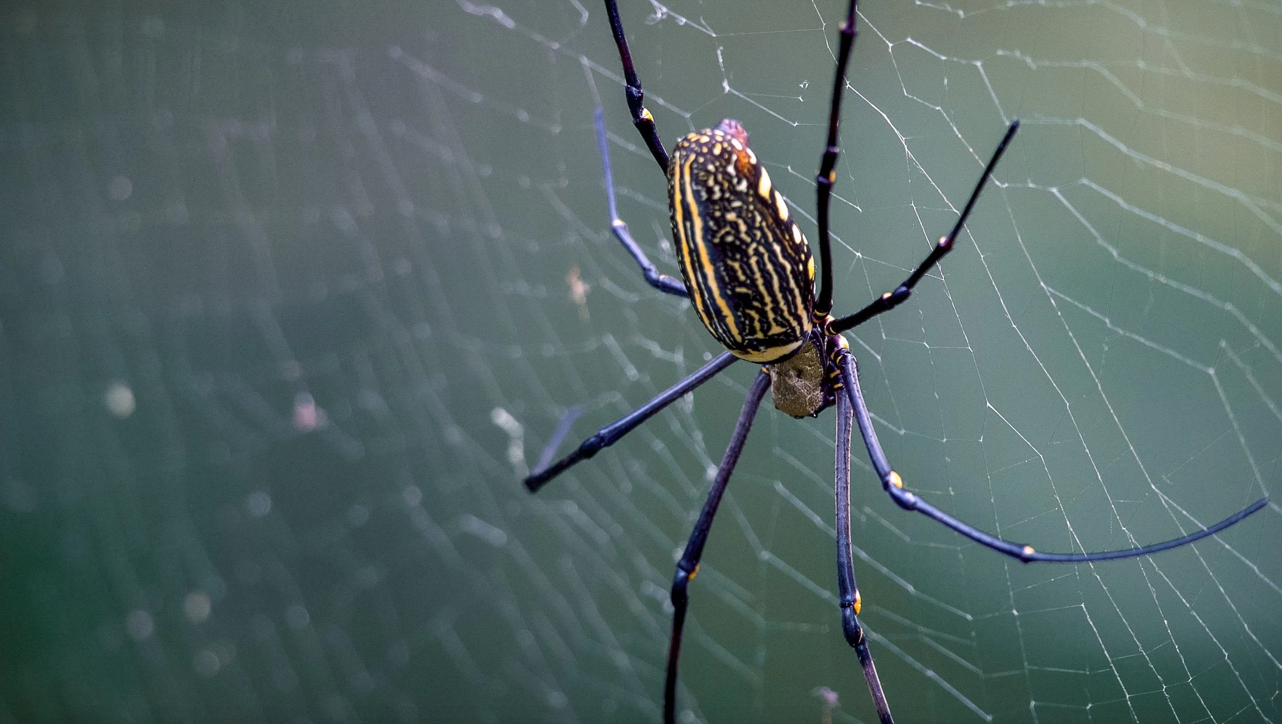 Screen Shot 2017-04-08 at 8.46.19 PM.jpg