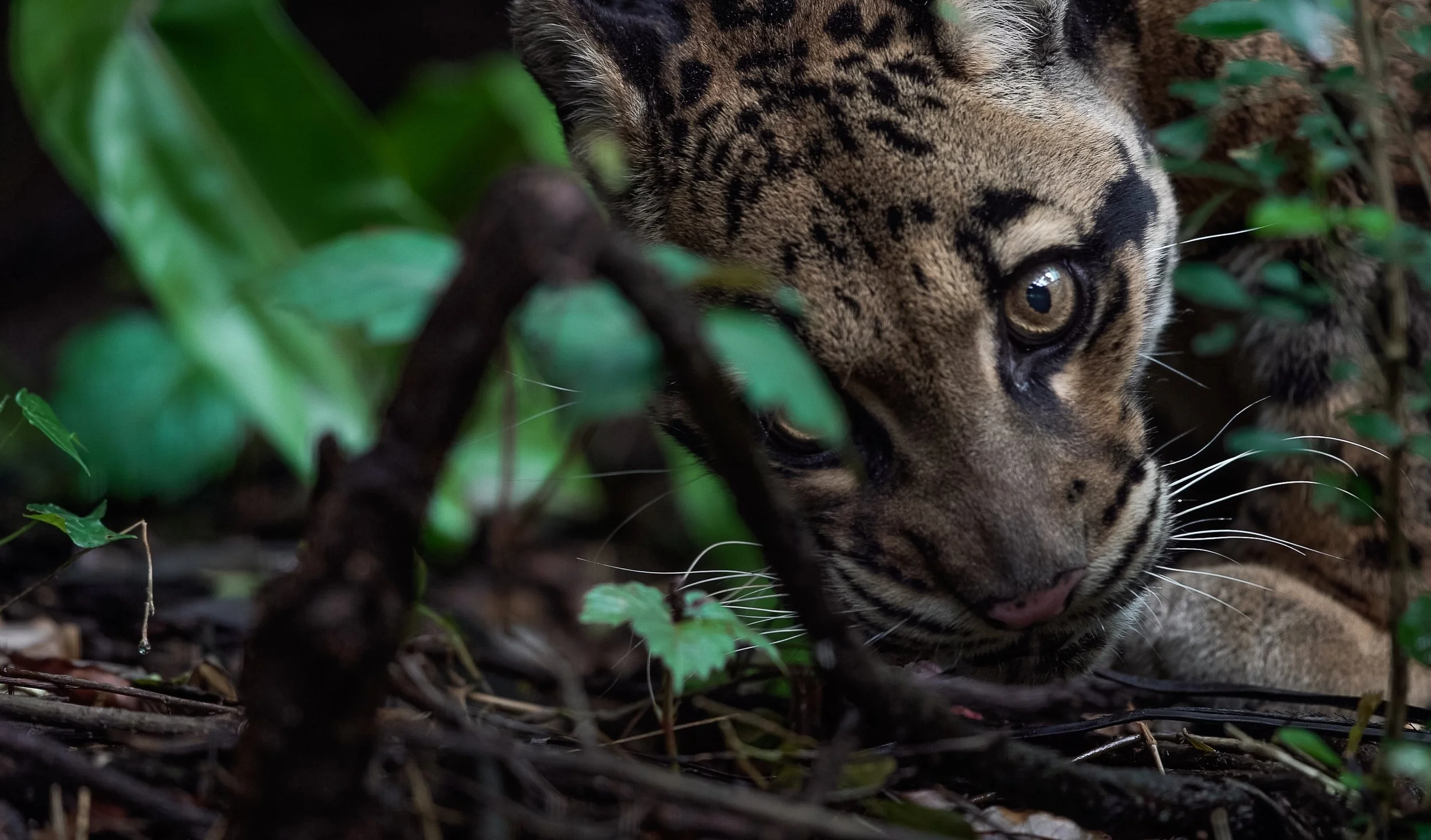 Screen Shot 2017-04-12 at 11.37.24 PM.jpg