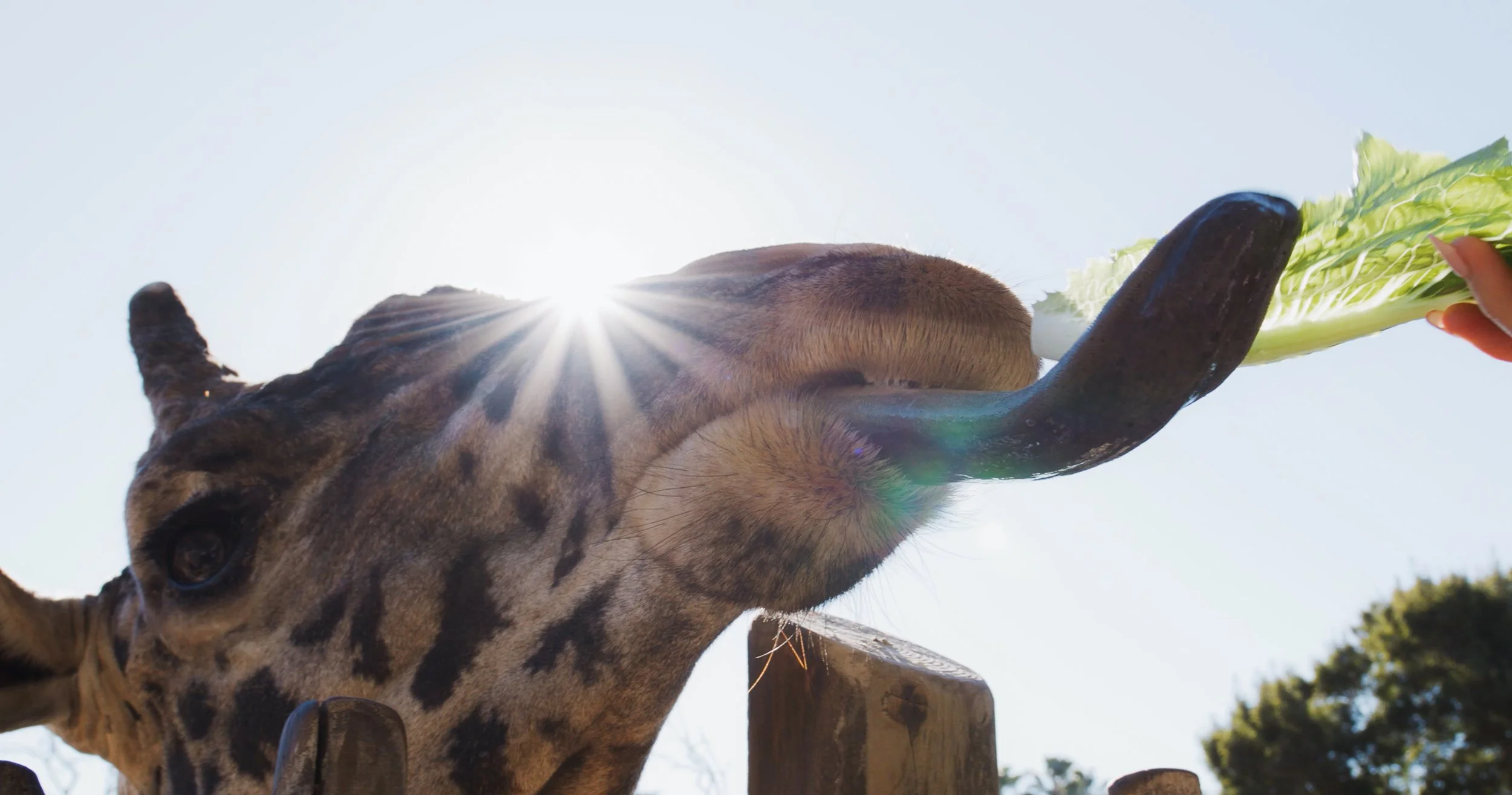 Screen Shot 2021-01-22 at 11.27.38 AM.jpg