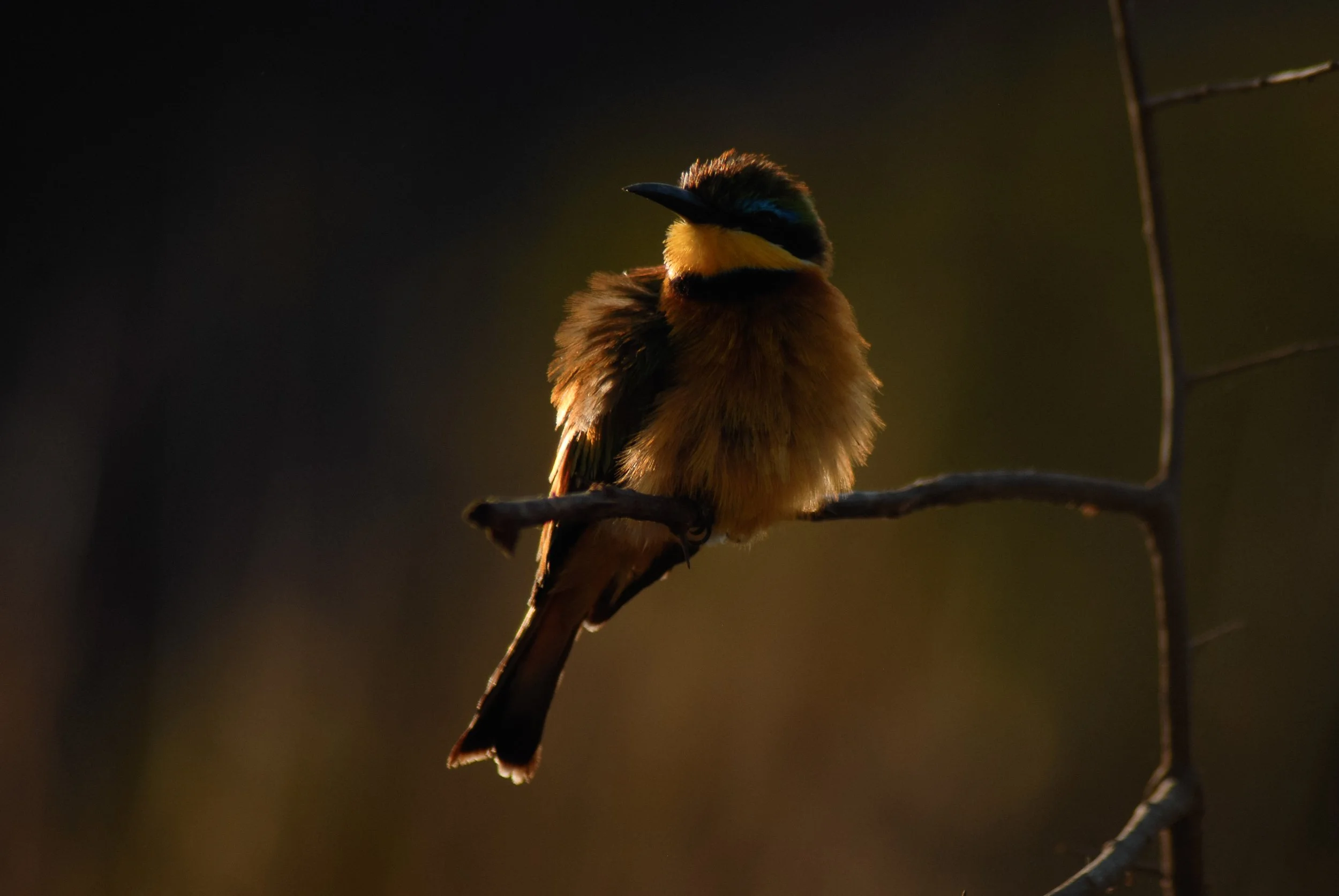 Brantley_James_LittleBee Eater_3.jpg