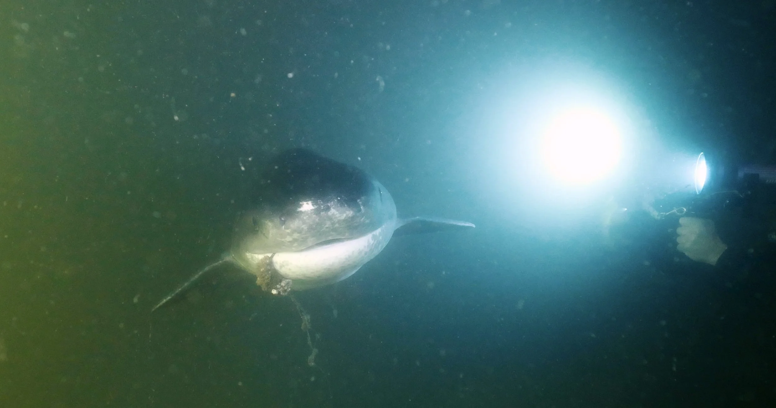 Screen Shot 2023-03-01 at 9.21.20 PM.jpg