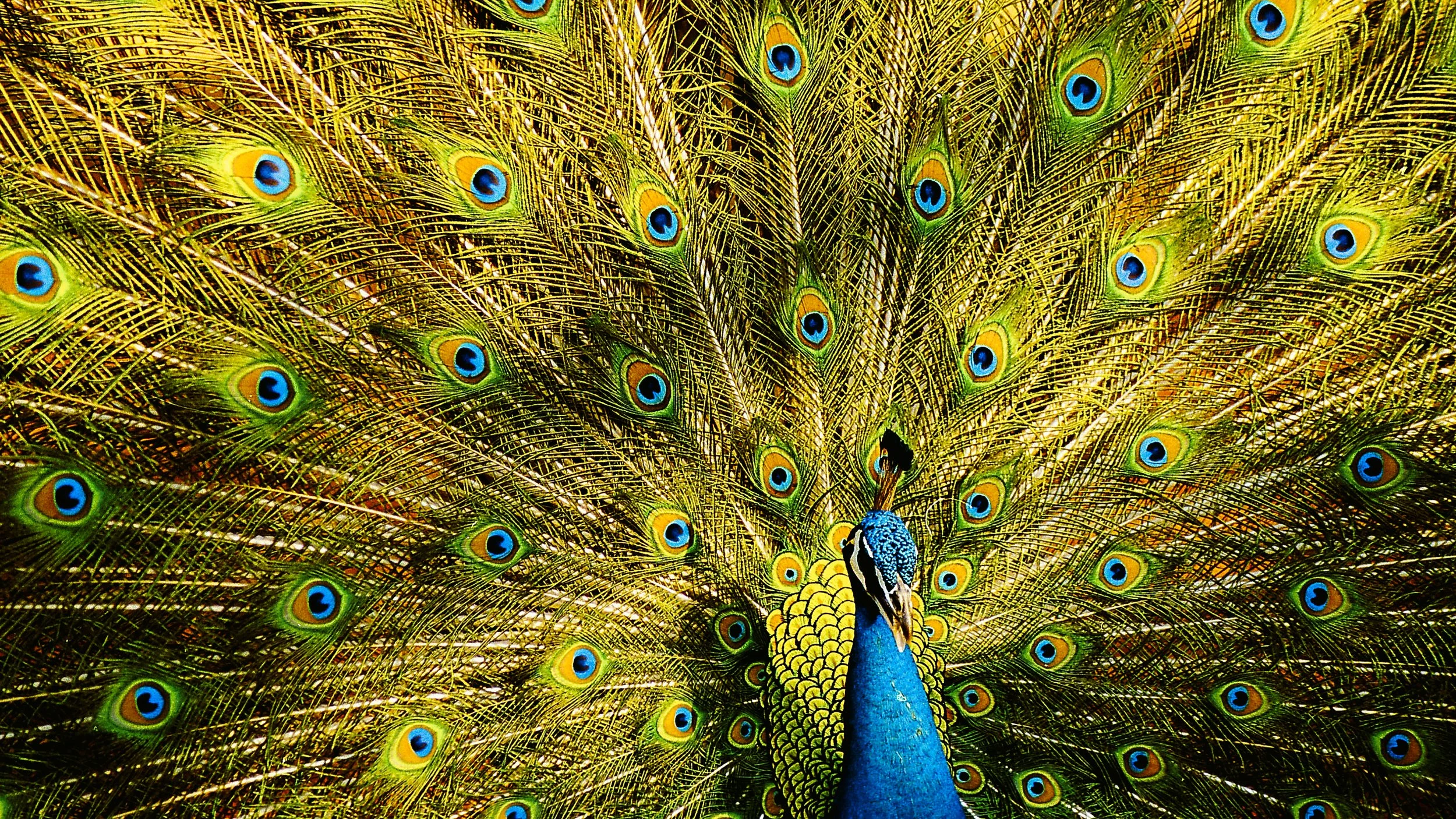 Photoshopped Peacock.jpg